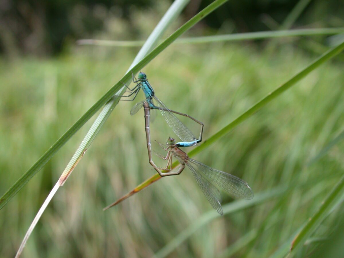 accouplement demoiselle